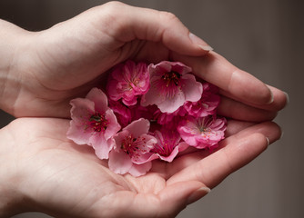  Pink spring flowers in in the woman's hand