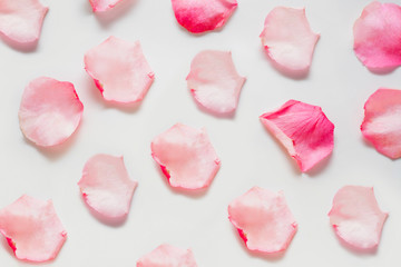 Rose petals are pink, arranged on a white background. The concept of soft floral backgrounds, backgrounds for perfume and oils for a gentle aromatic
