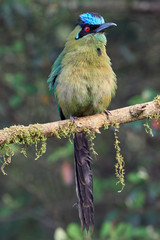 Big fluffy bird perched on a branch