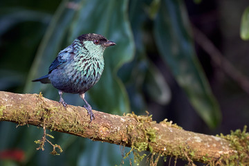 Small and beautiful tanager perched on a dry log.