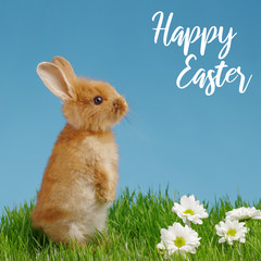 Little rabbit and easter eggs in green grass with blue sky. Easter holiday concept.