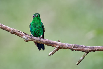 Lighted green hummingbird perched on a branch