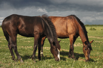 Obraz premium Graceful red horses grazing in a green meadow on a sunny summer day.