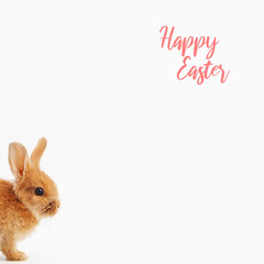 Easter bunny peeking out from the bottom edge of the postcard.