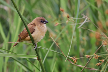 Obraz premium Seedbed perched on tall grass branches