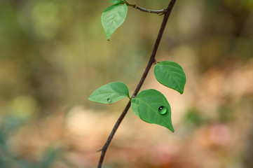 green leaves on a branch