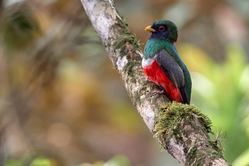 Amazing bird perched on a tree branch