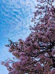 桜とうろこ雲の空