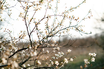 many beautiful, delicate, white flowers of a blooming apricot on a branch, in early spring against a blue sky on a Sunny day