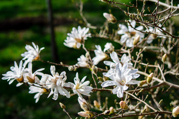 Magnolia Branch in Bloom