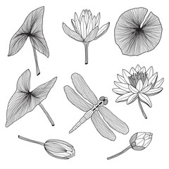 Flora of the reservoir, water plants in black and white style. Vector illustration.