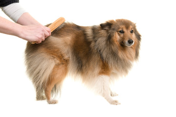 Longhaired dog being groomed or combed isolated on a white background