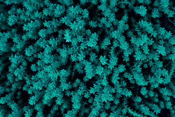 Image pattern wallpaper grass blue.