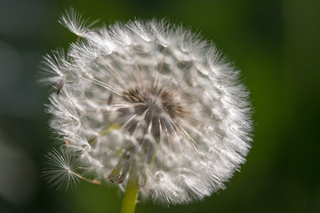 seeded dandelion flowers in the wind