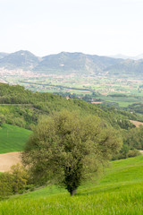 Fototapeta na wymiar Amazing green landscape in central Italy, in Umbria between Gubbio and Assisi. Here the land is highly cultivated and there are a lot of beautiful old trees and many footpaths to walk in the nature