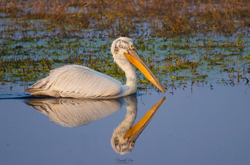 Dalmatian Pelican