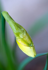 Close up yellow daffodil flowers with water drop.