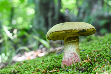 Penny Bun, Boletus edulis, mushroom in forest. Autumn Cep Mushrooms.Gourmet food