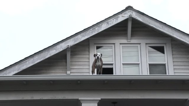 Dog Finds Its Way On The Roof Of A House