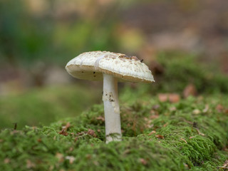 White Mushroom / Fungi in Wood