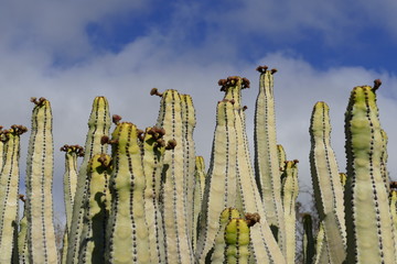 Euphorbia canariensis, commonly known as the Canary Island spurge cactus. The fruits are on the top.