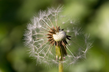 seeded dandelion flowers in the wind