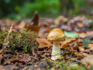 Fly Agaric Fungi  on Forest floor