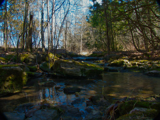 stream in the forest
