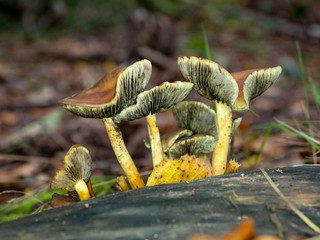 Brown Fungi on Woodland Floor