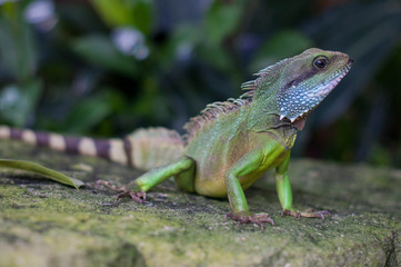 Lizard in Botanical Gardens