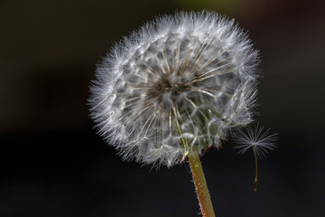 Wind-blown dandelion seeds