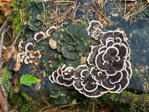 Crust fungi on rotting wood