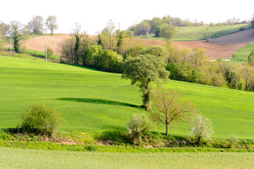 Amazing green landscape in central Italy, in Umbria between Gubbio and Assisi. Here the land is highly cultivated and there are a lot of beautiful old trees