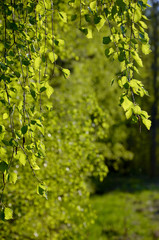 young green leaves in the forest in spring 