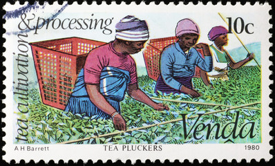 Tea pluckers on african postage stamp