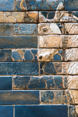 Aurochs fragment closeup