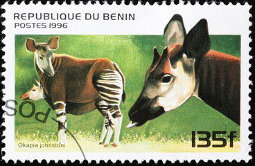 Two okapies on postage stamp of Benin