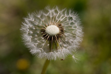 Wind-blown dandelion seeds