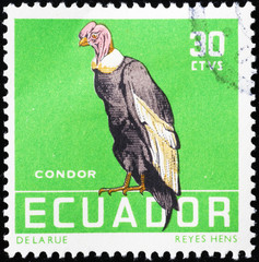 Andean condor on old postage stamp of Ecuador