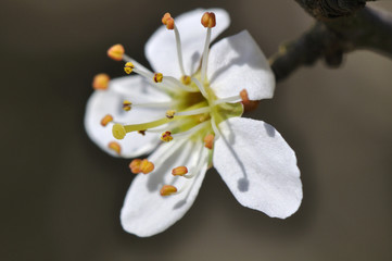 Makroaufnahme einer Schlehen-oder Dornschlehenblüte