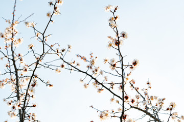 beautiful, tender, pink flowers of a blooming apricot on a branch, in early spring against the blue sky on a Sunny day