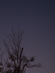 tree, sky, sunset, nature, silhouette, winter, trees, night, moon, landscape, forest, dark, branches, blue, sun, clouds, evening, branch, autumn, bare, black, dusk, fog, wood, cold