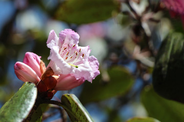 Close up view of Rhododendron (Rhododendron protistum) flowers blooming in Himalayan mountains in Nepal during trekking on Everest base camp trek. Beauty in nature theme.