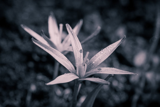 złoć żółta (gagea lutea) w naturalnym środowisku w ogrodzie