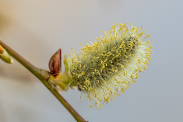 kwitnące bazie wiosenne © Henryk Niestrój