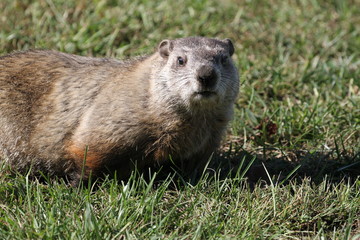 Wild Groundhog seen on a sunny day in Wheeling, West Virginia