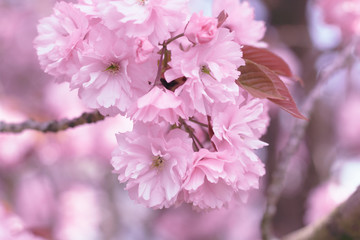 pink cherry blossom (Sakura)