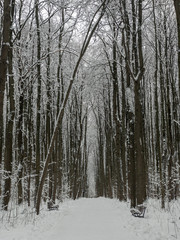 Snowfall in pine wood