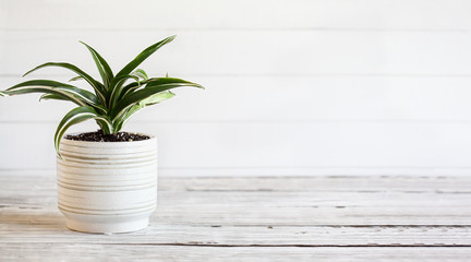 Potted White Jewel, Dracaena Deremensis, houseplant over a rustic wood table with free space for...