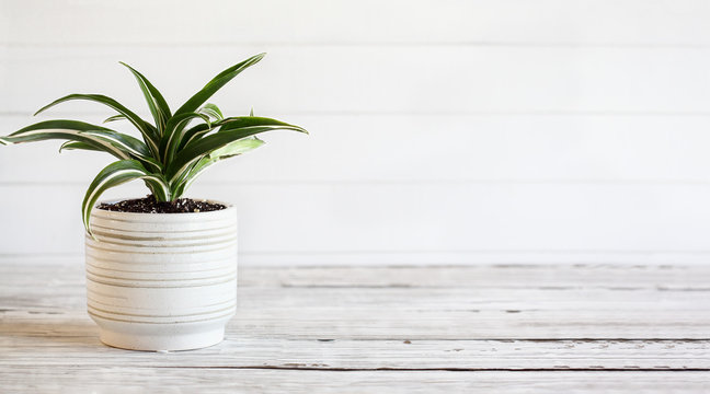 Potted White Jewel, Dracaena Deremensis, houseplant over a rustic wood table with free space for text.